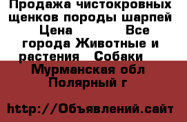 Продажа чистокровных щенков породы шарпей › Цена ­ 8 000 - Все города Животные и растения » Собаки   . Мурманская обл.,Полярный г.